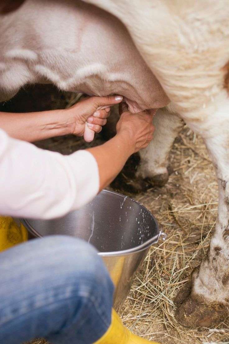 A2A2 Milk_ What Is It_ And The Best A2 Cows For The Homestead • The Farmer’s Lamp